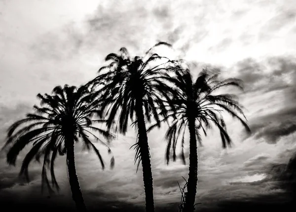 Rüzgar İspanya 'nın Alicante kentindeki bir grup palmiye ağacını kırbaçlıyor. Uzun pozlama