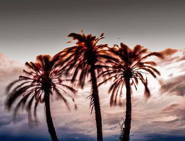Rüzgar İspanya 'nın Alicante kentindeki bir grup palmiye ağacını kırbaçlıyor. Uzun pozlama