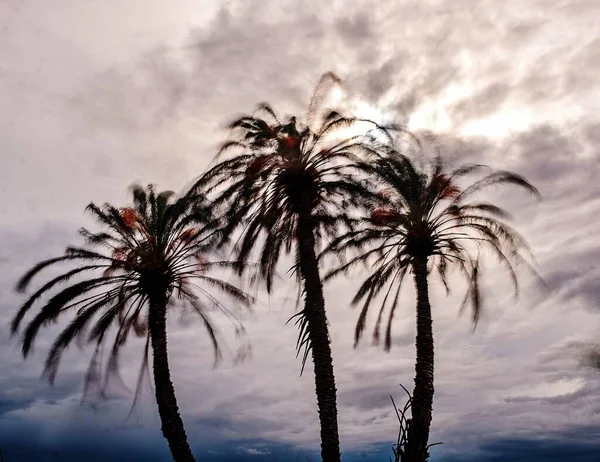 Rüzgar İspanya 'nın Alicante kentindeki bir grup palmiye ağacını kırbaçlıyor. Uzun pozlama