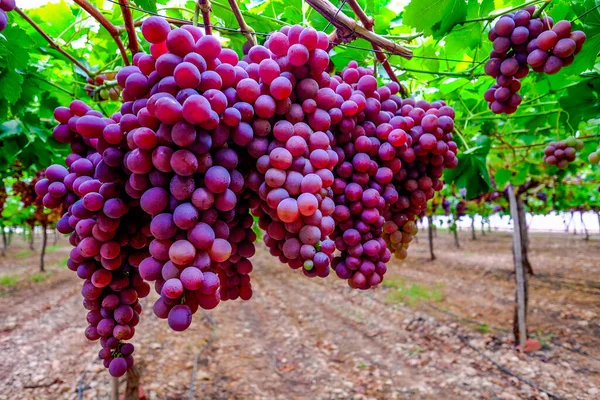 Table Grape Crop Maturing Vinalopo Valley Just Monforte Del Cid —  Fotos de Stock