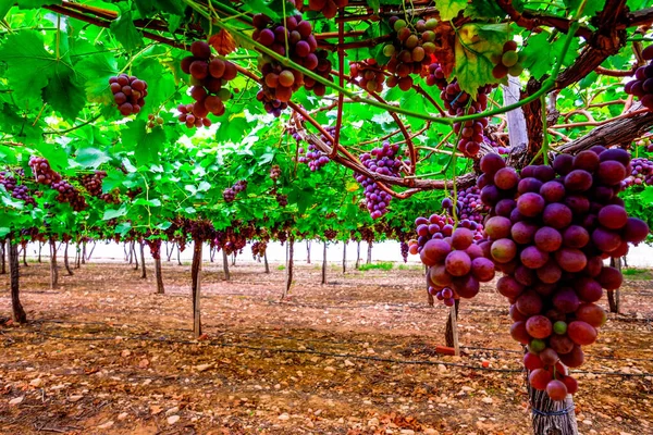 Table Grape Crop Maturing Vinalopo Valley Just Monforte Del Cid — Stock Fotó