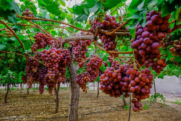 Table Grape Crop Maturing Vinalopo Valley Just Monforte Del Cid —  Fotos de Stock