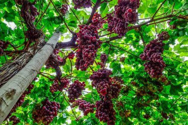 A table grape crop maturing in the Vinalopo Valley, just outside Monforte del Cid in Alicante, Spain