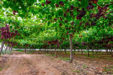 A table grape crop maturing in the Vinalopo Valley, just outside Monforte del Cid in Alicante, Spain