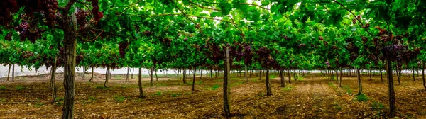 Table Grape Crop Maturing Vinalopo Valley Just Monforte Del Cid —  Fotos de Stock