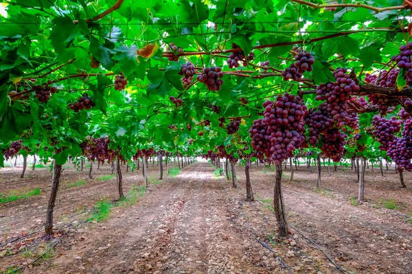 Table Grape Crop Maturing Vinalopo Valley Just Monforte Del Cid — Foto de Stock