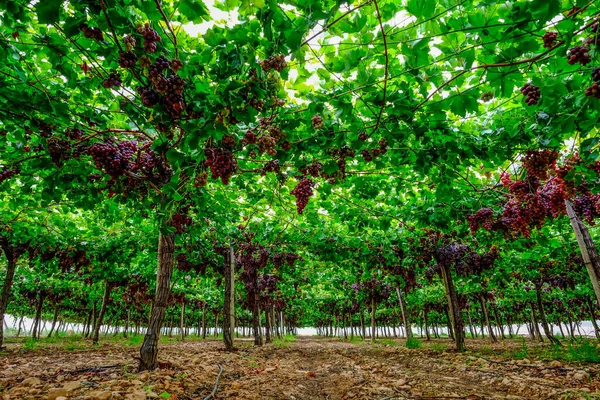 A table grape crop maturing in the Vinalopo Valley, just outside Monforte del Cid in Alicante, Spain