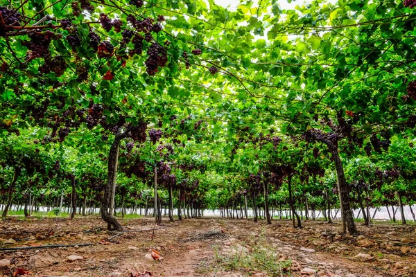 Table Grape Crop Maturing Vinalopo Valley Just Monforte Del Cid —  Fotos de Stock