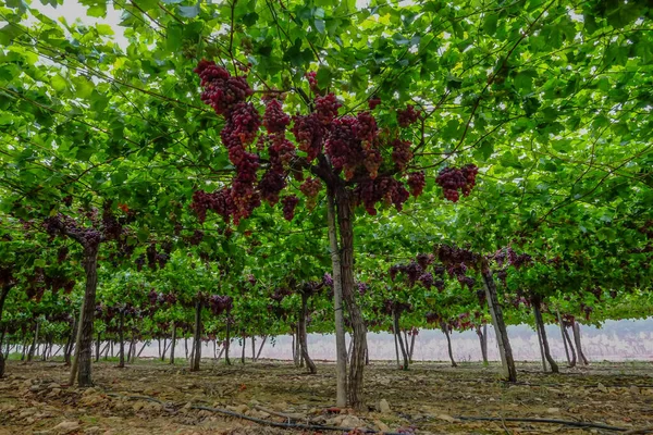 Table Grape Crop Maturing Vinalopo Valley Just Monforte Del Cid —  Fotos de Stock