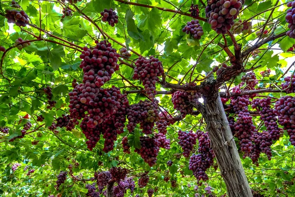 Table Grape Crop Maturing Vinalopo Valley Just Monforte Del Cid —  Fotos de Stock