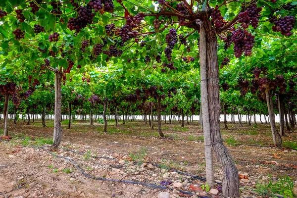 Table Grape Crop Maturing Vinalopo Valley Just Monforte Del Cid —  Fotos de Stock