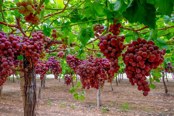 Table Grape Crop Maturing Vinalopo Valley Just Monforte Del Cid —  Fotos de Stock