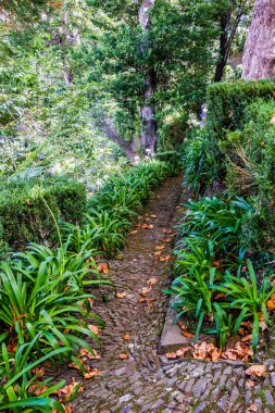 Funchal, Madeira 'daki Monte Palace' ın yemyeşil bahçeleri.