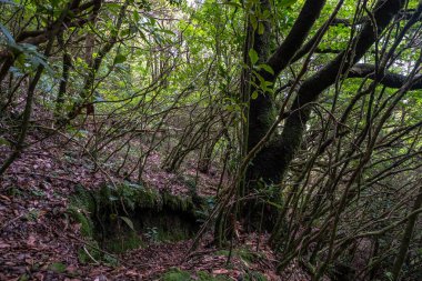 Madeira Doğal Parkı ve adanın merkezindeki defne ormanı.