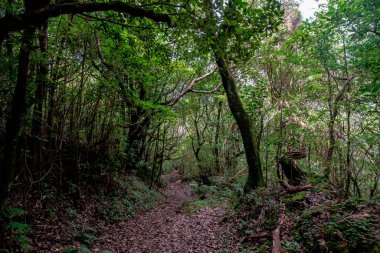 Madeira Doğal Parkı ve adanın merkezindeki defne ormanı.