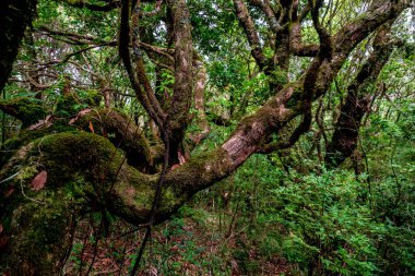 Madeira Doğal Parkı ve adanın merkezindeki defne ormanı.