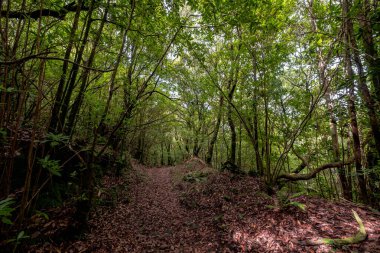 Madeira Doğal Parkı ve adanın merkezindeki defne ormanı.