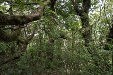 Madeira Doğal Parkı ve adanın merkezindeki defne ormanı.