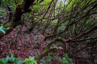 Madeira Doğal Parkı ve adanın merkezindeki defne ormanı.
