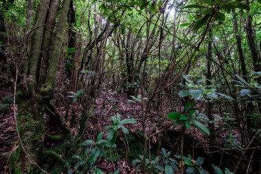 Madeira Doğal Parkı ve adanın merkezindeki defne ormanı.