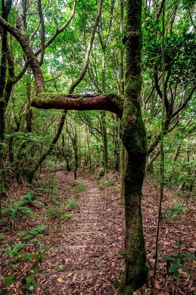 Природный Парк Мадейра Лавровый Лес Центре Острова — стоковое фото
