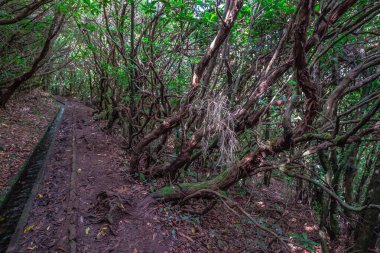 Levada do Ribera del Janela, Madeira 'da.