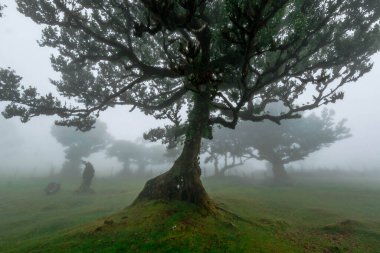 Fanal ormanı sisle kaplandı.