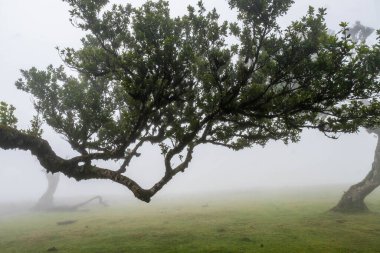 Fanal ormanı sisle kaplandı.