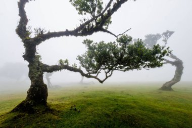 Fanal ormanı sisle kaplandı.