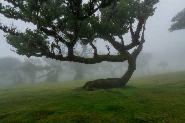 Fanal ormanı sisle kaplandı.