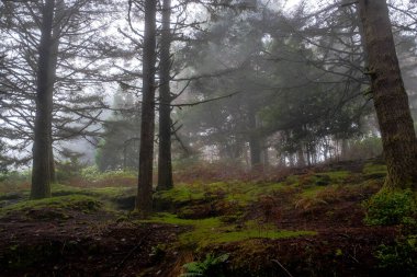 Pico Arieiro 'nun eteklerindeki kozalaklı ormanlar Madeira' da
