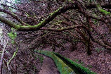 Madeira 'daki Paul de la Serra yakınlarındaki 25 kaynağın yıkanması