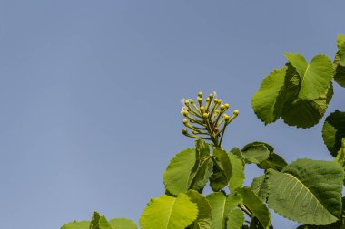 Küçük pequi meyveleri, Brezilya Cerrado 'sunun tipik yemekleri. (Caryocar brasiliense) Seçici odak.