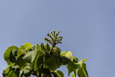 Küçük pequi meyveleri, Brezilya Cerrado 'sunun tipik yemekleri. (Caryocar brasiliense) Seçici odak.