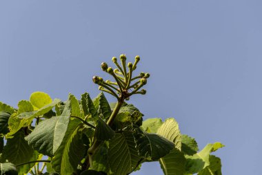 Küçük pequi meyveleri, Brezilya Cerrado 'sunun tipik yemekleri. (Caryocar brasiliense) Seçici odak.