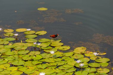 Jacana adında bir kuş (jacana jacana) Neropolis şehrindeki bir gölde kraliyet zaferleriyle yürüyor..