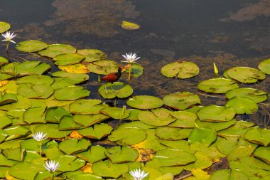 Jacana adında bir kuş (jacana jacana) Neropolis şehrindeki bir gölde kraliyet zaferleriyle yürüyor..