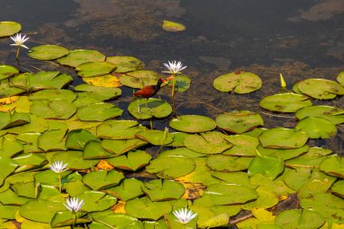 Jacana adında bir kuş (jacana jacana) Neropolis şehrindeki bir gölde kraliyet zaferleriyle yürüyor..