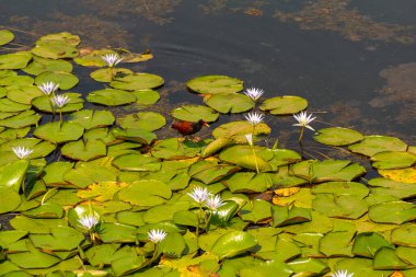 Jacana adında bir kuş (jacana jacana) Neropolis şehrindeki bir gölde kraliyet zaferleriyle yürüyor..