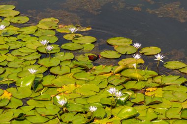 Jacana adında bir kuş (jacana jacana) Neropolis şehrindeki bir gölde kraliyet zaferleriyle yürüyor..