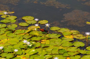 Jacana adında bir kuş (jacana jacana) Neropolis şehrindeki bir gölde kraliyet zaferleriyle yürüyor..