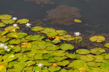 Jacana adında bir kuş (jacana jacana) Neropolis şehrindeki bir gölde kraliyet zaferleriyle yürüyor..