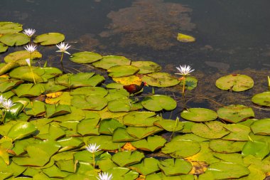 Jacana adında bir kuş (jacana jacana) Neropolis şehrindeki bir gölde kraliyet zaferleriyle yürüyor..