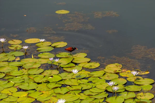 Jacana adında bir kuş (jacana jacana) Neropolis şehrindeki bir gölde kraliyet zaferleriyle yürüyor..