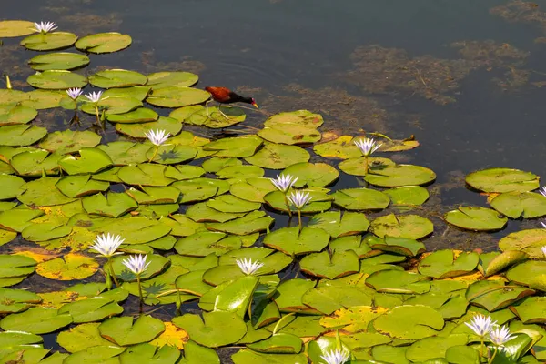Jacana adında bir kuş (jacana jacana) Neropolis şehrindeki bir gölde kraliyet zaferleriyle yürüyor..