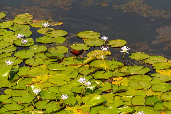 Jacana adında bir kuş (jacana jacana) Neropolis şehrindeki bir gölde kraliyet zaferleriyle yürüyor..