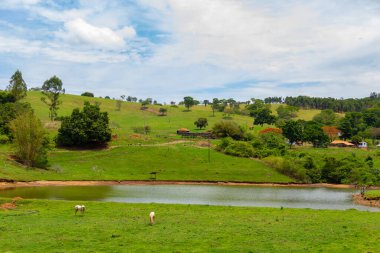 Goias 'ta yol kenarı manzarası, yeşil otları yiyen iki at.