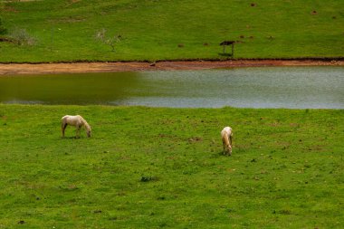 Goias 'ta yol kenarı manzarası, yeşil otları yiyen iki at.