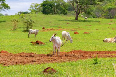 Goias 'ta yol kenarı manzarası, yeşil çimen yiyen bazı cılız inekler. Brezilya 'nın iç kesimlerinde kırsal alan.