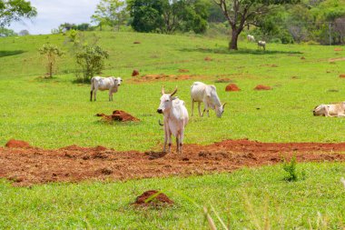 Goias 'ta yol kenarı manzarası, yeşil çimen yiyen bazı cılız inekler. Brezilya 'nın iç kesimlerinde kırsal alan.